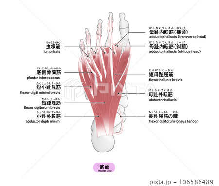 足裏の骨と筋肉のシンプルなイラスト 足裏の骨と筋肉のシンプルなイラスト 106586489