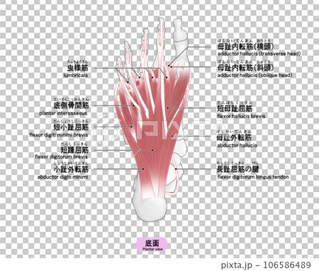 足裏の骨と筋肉のシンプルなイラスト 足裏の骨と筋肉のシンプルなイラスト 106586489