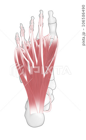 足裏の骨と筋肉のシンプルなイラスト 106586490