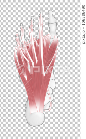 足裏の骨と筋肉のシンプルなイラスト 106586490
