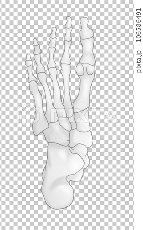 Illustration of a simple foot bone 106586491