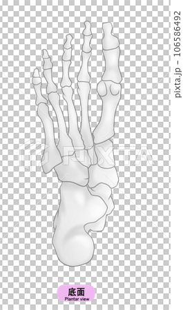 シンプルな足裏の骨のイラスト 106586492