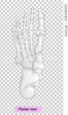 Illustration of a simple foot bone Illustration of a simple foot bone 106586493
