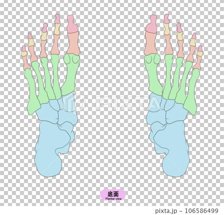 Illustration of a simple foot bone 106586499