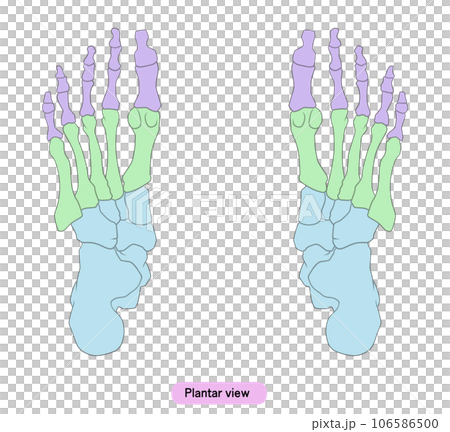 Illustration of a simple foot bone Illustration of a simple foot bone 106586500
