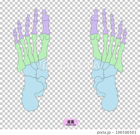 Illustration of a simple foot bone Illustration of a simple foot bone 106586501