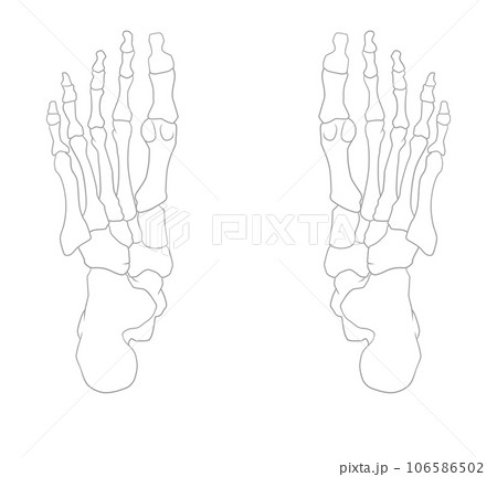 シンプルな足裏の骨のイラスト 106586502