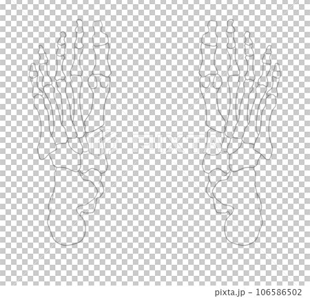 シンプルな足裏の骨のイラスト 106586502