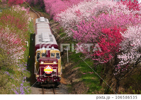 わたらせ渓谷鐵道と花桃 106586535