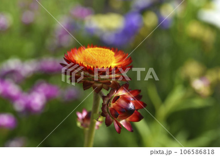 Red and yellow flowers on a background of green foliage. Helichrysum orientale. Beautiful bright flowers and background blur. Red and yellow flowers on a background of green foliage. Helichrysum orientale. Beautiful bright flowers and background blur. 106586818