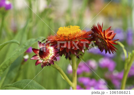 Red and yellow flowers on a background of green foliage. Helichrysum orientale. Beautiful bright flowers and background blur. Red and yellow flowers on a background of green foliage. Helichrysum orientale. Beautiful bright flowers and background blur. 106586821