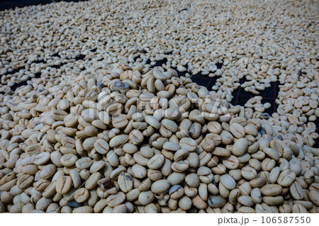 Coffee Dried Up Beans In Kenya  106587550