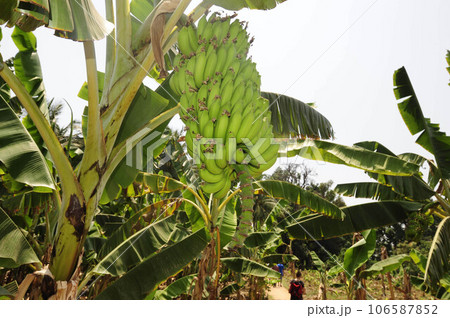 green Banana plantation in India green Banana plantation in India 106587852