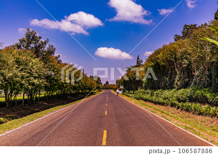 tea plantation landscape with blue sky cloud Tea Leaves Farm In Kiambu County Kenya East Africa tea plantation landscape with blue sky cloud Tea Leaves Farm In Kiambu County Kenya East Africa 106587886