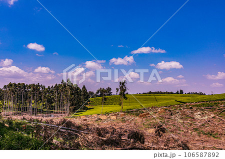 tea plantation landscape with blue sky cloud Tea Leaves Farm In Kiambu County Kenya East Africa tea plantation landscape with blue sky cloud Tea Leaves Farm In Kiambu County Kenya East Africa 106587892