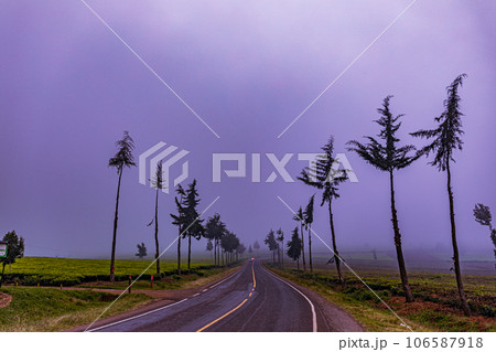 tea plantation landscape with blue sky cloud Tea Leaves Farm In Kiambu County Kenya East Africa tea plantation landscape with blue sky cloud Tea Leaves Farm In Kiambu County Kenya East Africa 106587918