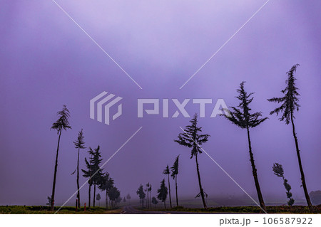 tea plantation landscape with blue sky cloud Tea Leaves Farm In Kiambu County Kenya East Africa tea plantation landscape with blue sky cloud Tea Leaves Farm In Kiambu County Kenya East Africa 106587922