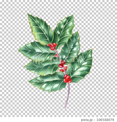 Curved branch of European holly. Fresh green ilex leaves with bunch of red berries. Watercolor illustration isolated on white background. For Christmas decoration, Xmas cards, New Year greetings Curved branch of European holly. Fresh green ilex leaves with bunch of red berries. Watercolor illustration isolated on white background. For Christmas decoration, Xmas cards, New Year greetings 106588079