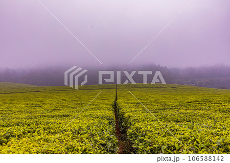 Tea Leaves Farm In Kiambu County Kenya East Africa a road with a green field on a foggy day Tea Leaves Farm In Kiambu County Kenya East Africa a road with a green field on a foggy day 106588142