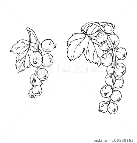 Red currant berries isolated on white background. Hand drawn vector botanical illustration. Clip art berry branches sketch. Summer fruit engraved style illustration 106588163