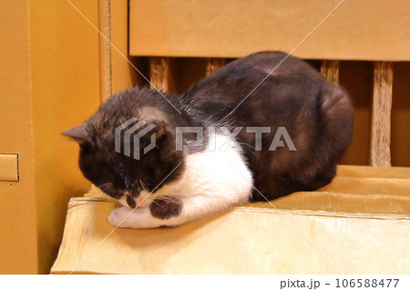 猫 ねこ ネコ 106588477