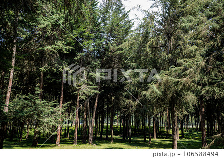 Kinale Forest is located 60kms from Nairobi along the Nairobi- Naivasha highway, Kinungi route. The forest has several largely unexplored tourist attractions including Thiririka Water Falls, Theta Dam Kinale Forest is located 60kms from Nairobi along the Nairobi- Naivasha highway, Kinungi route. The forest has several largely unexplored tourist attractions including Thiririka Water Falls, Theta Dam 106588494