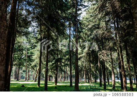 Kinale Forest is located 60kms from Nairobi along the Nairobi- Naivasha highway, Kinungi route. The forest has several largely unexplored tourist attractions including Thiririka Water Falls, Theta Dam Kinale Forest is located 60kms from Nairobi along the Nairobi- Naivasha highway, Kinungi route. The forest has several largely unexplored tourist attractions including Thiririka Water Falls, Theta Dam 106588503