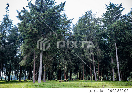 Kinale Forest is located 60kms from Nairobi along the Nairobi- Naivasha highway, Kinungi route. The forest has several largely unexplored tourist attractions including Thiririka Water Falls, Theta Dam Kinale Forest is located 60kms from Nairobi along the Nairobi- Naivasha highway, Kinungi route. The forest has several largely unexplored tourist attractions including Thiririka Water Falls, Theta Dam 106588505