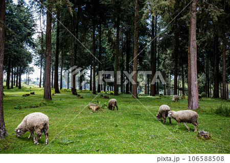 Kinale Forest is located 60kms from Nairobi along the Nairobi- Naivasha highway, Kinungi route. The forest has several largely unexplored tourist attractions including Thiririka Water Falls, Theta Dam 106588508