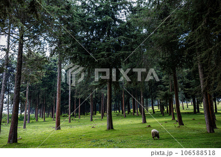 Kinale Forest is located 60kms from Nairobi along the Nairobi- Naivasha highway, Kinungi route. The forest has several largely unexplored tourist attractions including Thiririka Water Falls, Theta Dam 106588518