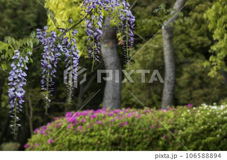 藤の花と躑躅の花の春風景-3 藤の花と躑躅の花の春風景-3 106588894