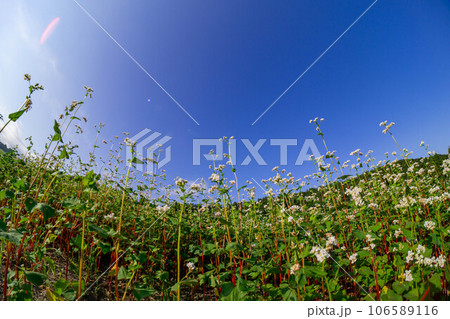 魚眼レンズで写す青い空と蕎麦畑 魚眼レンズで写す青い空と蕎麦畑 106589116