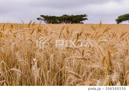 Wheat Farm Plantations Along Narok Ntulele Highway Landscapes Great Rift Valley Kenya East Africa Wheat Farm Plantations Along Narok Ntulele Highway Landscapes Great Rift Valley Kenya East Africa 106589330