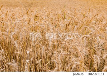 Wheat Farm Plantations Along Narok Ntulele Highway Landscapes Great Rift Valley Kenya East Africa 106589331