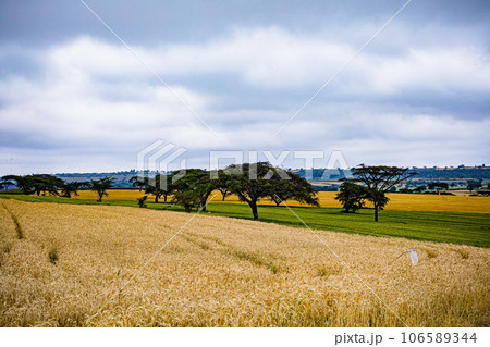 Wheat Farm Plantations Along Narok Ntulele Highway Landscapes Great Rift Valley Kenya East Africa Wheat Farm Plantations Along Narok Ntulele Highway Landscapes Great Rift Valley Kenya East Africa 106589344