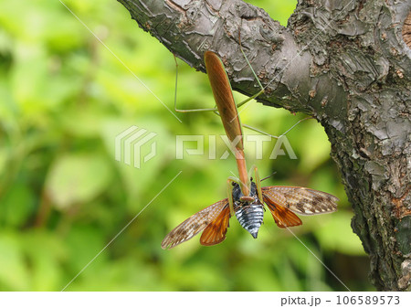 アブラゼミを捕らえたオオカマキリ アブラゼミを捕らえたオオカマキリ 106589573