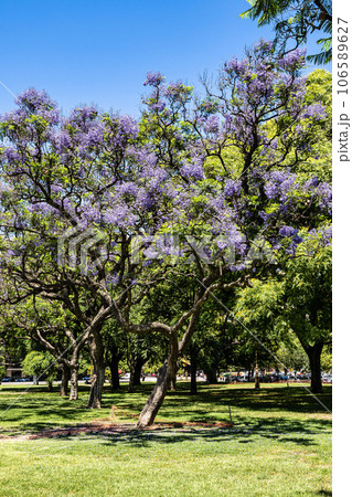 Parque Lezama, Lezama Park, in San Telmo neighborhood at Buenos Aires, Argentina. 106589627