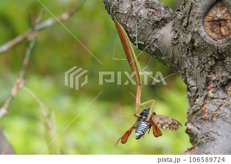 アブラゼミを捕らえたオオカマキリ アブラゼミを捕らえたオオカマキリ 106589724