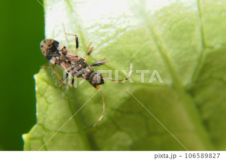 ヨツボシヒョウタンナガカメムシ 106589827
