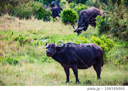 Wildlife Animals Paradise Savannah Grassland Wilderness landscapes at maasai Mara National Game Reserve Park Great Rift Valley Narok County Kenya East Africa Blue Sky Filed With Green Grass 106589860