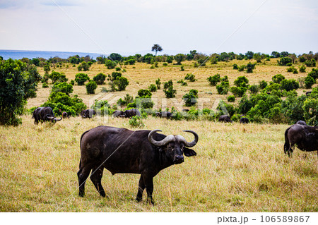 Wildlife Animals Paradise Savannah Grassland Wilderness landscapes at maasai Mara National Game Reserve Park Great Rift Valley Narok County Kenya East Africa Blue Sky Filed With Green Grass Wildlife Animals Paradise Savannah Grassland Wilderness landscapes at maasai Mara National Game Reserve Park Great Rift Valley Narok County Kenya East Africa Blue Sky Filed With Green Grass 106589867