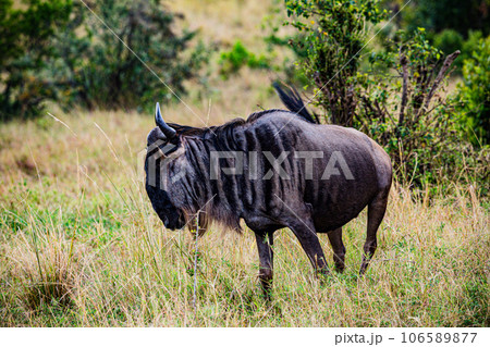Wildlife Animals Paradise Savannah Grassland Wilderness landscapes at maasai Mara National Game Reserve Park Great Rift Valley Narok County Kenya East Africa Blue Sky Filed With Green Grass 106589877