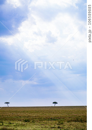 Wildlife Animals Paradise Savannah Grassland Wilderness landscapes at maasai Mara National Game Reserve Park Great Rift Valley Narok County Kenya East Africa Blue Sky Filed With Green Grass 106589885