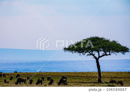 Wildlife Animals Paradise Savannah Grassland Wilderness landscapes at maasai Mara National Game Reserve Park Great Rift Valley Narok County Kenya East Africa Blue Sky Filed With Green Grass Wildlife Animals Paradise Savannah Grassland Wilderness landscapes at maasai Mara National Game Reserve Park Great Rift Valley Narok County Kenya East Africa Blue Sky Filed With Green Grass 106589887