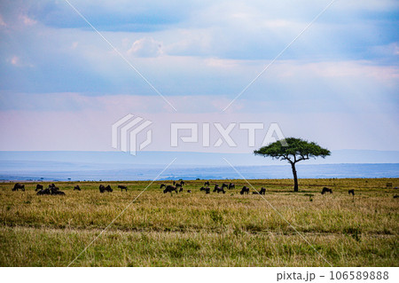 Wildlife Animals Paradise Savannah Grassland Wilderness landscapes at maasai Mara National Game Reserve Park Great Rift Valley Narok County Kenya East Africa Blue Sky Filed With Green Grass Wildlife Animals Paradise Savannah Grassland Wilderness landscapes at maasai Mara National Game Reserve Park Great Rift Valley Narok County Kenya East Africa Blue Sky Filed With Green Grass 106589888