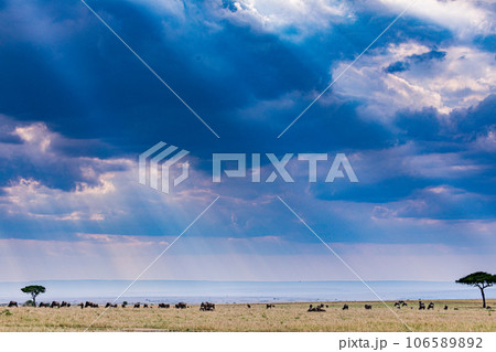 Wildlife Animals Paradise Savannah Grassland Wilderness landscapes at maasai Mara National Game Reserve Park Great Rift Valley Narok County Kenya East Africa Blue Sky Filed With Green Grass 106589892