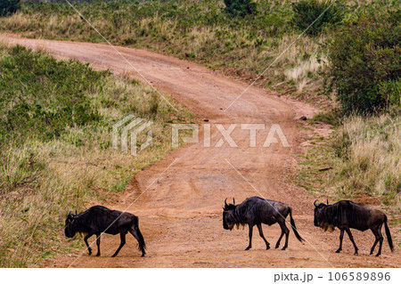 Wildlife Animals Paradise Savannah Grassland Wilderness landscapes at maasai Mara National Game Reserve Park Great Rift Valley Narok County Kenya East Africa Blue Sky Filed With Green Grass Wildlife Animals Paradise Savannah Grassland Wilderness landscapes at maasai Mara National Game Reserve Park Great Rift Valley Narok County Kenya East Africa Blue Sky Filed With Green Grass 106589896