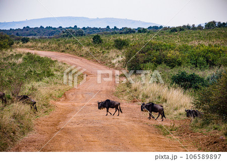 Wildlife Animals Paradise Savannah Grassland Wilderness landscapes at maasai Mara National Game Reserve Park Great Rift Valley Narok County Kenya East Africa Blue Sky Filed With Green Grass Wildlife Animals Paradise Savannah Grassland Wilderness landscapes at maasai Mara National Game Reserve Park Great Rift Valley Narok County Kenya East Africa Blue Sky Filed With Green Grass 106589897