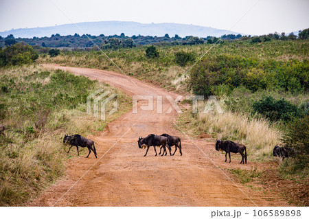 Wildlife Animals Paradise Savannah Grassland Wilderness landscapes at maasai Mara National Game Reserve Park Great Rift Valley Narok County Kenya East Africa Blue Sky Filed With Green Grass Wildlife Animals Paradise Savannah Grassland Wilderness landscapes at maasai Mara National Game Reserve Park Great Rift Valley Narok County Kenya East Africa Blue Sky Filed With Green Grass 106589898