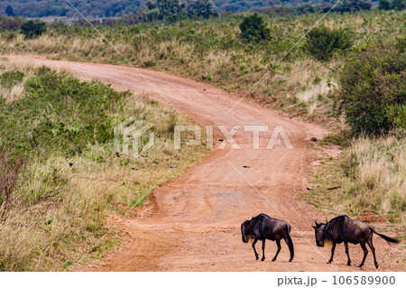 Wildlife Animals Paradise Savannah Grassland Wilderness landscapes at maasai Mara National Game Reserve Park Great Rift Valley Narok County Kenya East Africa Blue Sky Filed With Green Grass Wildlife Animals Paradise Savannah Grassland Wilderness landscapes at maasai Mara National Game Reserve Park Great Rift Valley Narok County Kenya East Africa Blue Sky Filed With Green Grass 106589900